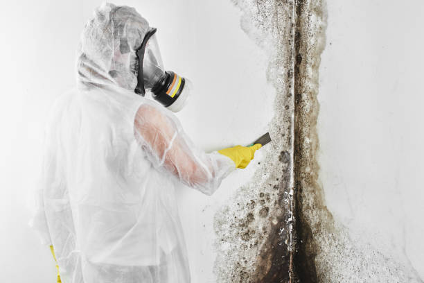 Best Insurance-Related Mold Remediation in Forsyth, IL