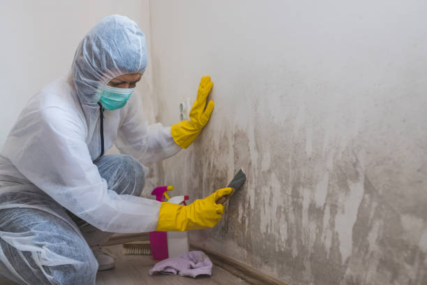 Best Mold Remediation for Specific Building Types in Forsyth, IL