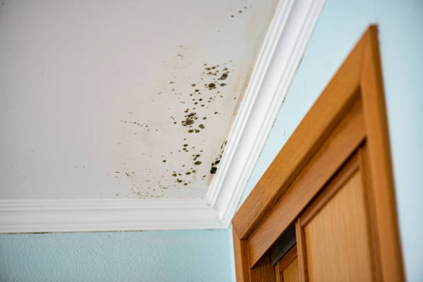Best Post-Flood Mold Remediation in Forsyth, IL