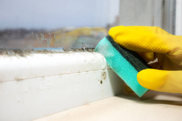 Best Mold Testing and Inspection Services in Forsyth, IL