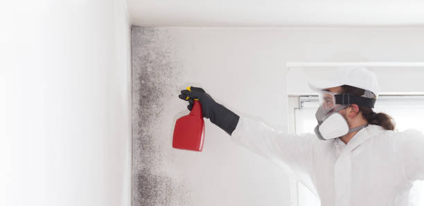 Best Mold Remediation for Schools in Forsyth, IL