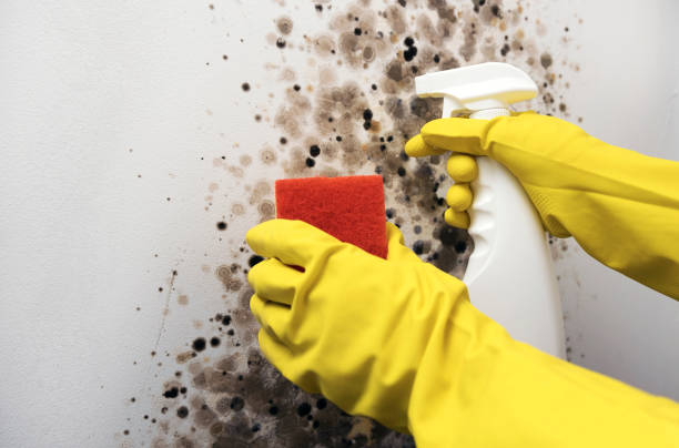 Best Localized Mold Remediation (e.g., coastal areas, humid climates) in Forsyth, IL