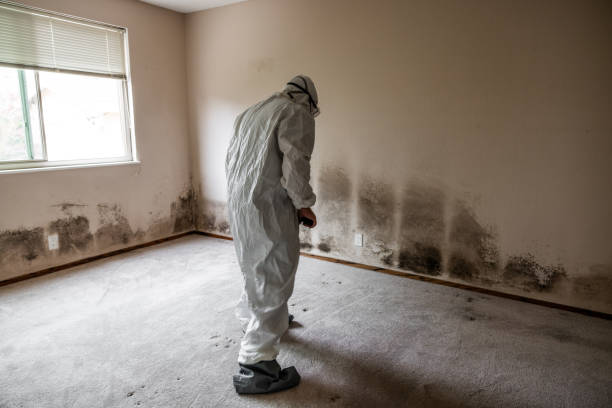 Best Bathroom Mold Remediation in Forsyth, IL