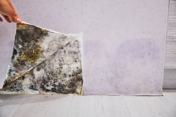 Best DIY Mold Remediation Support Services in Forsyth, IL
